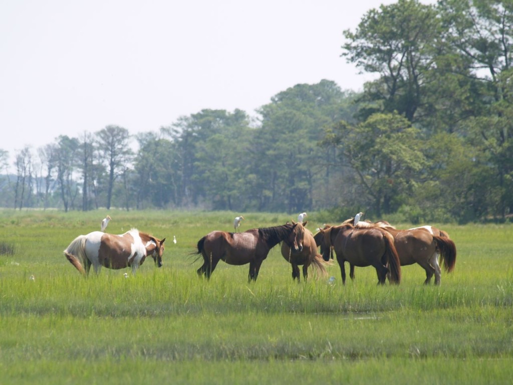 Chincoteague Ponies with Cattle Egrets sitting on top of them