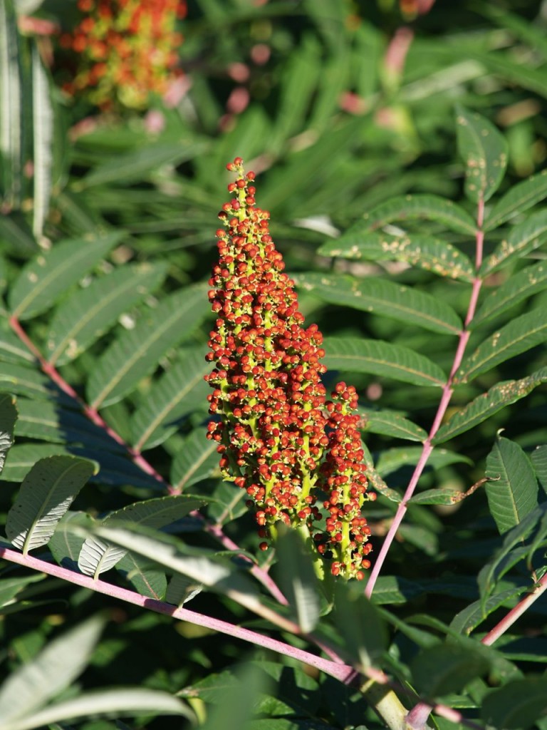 red berry tree