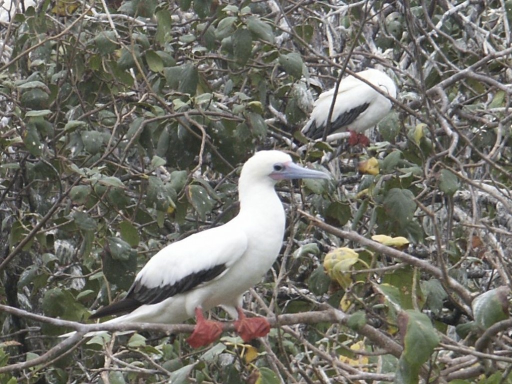 Red-footed boobies, Half Moon Caye, Belize, May 29, 2003