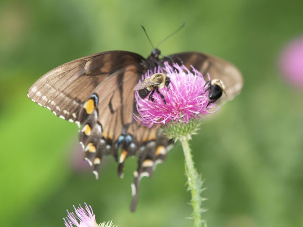 Evidently a very good thistle with an Easter Tiger Swallowtail and two bees