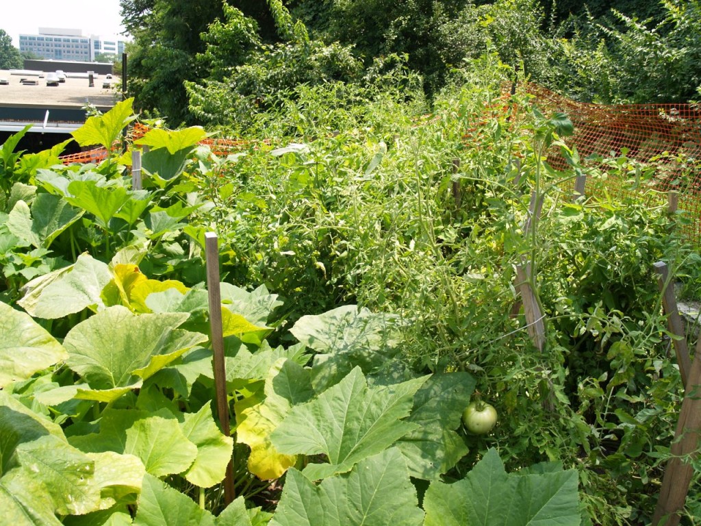 The plant uses the product dirt to create this vegetable garden. It had wonderful looking vegetables, and in the past, they have entered the vegetables in the county fair.