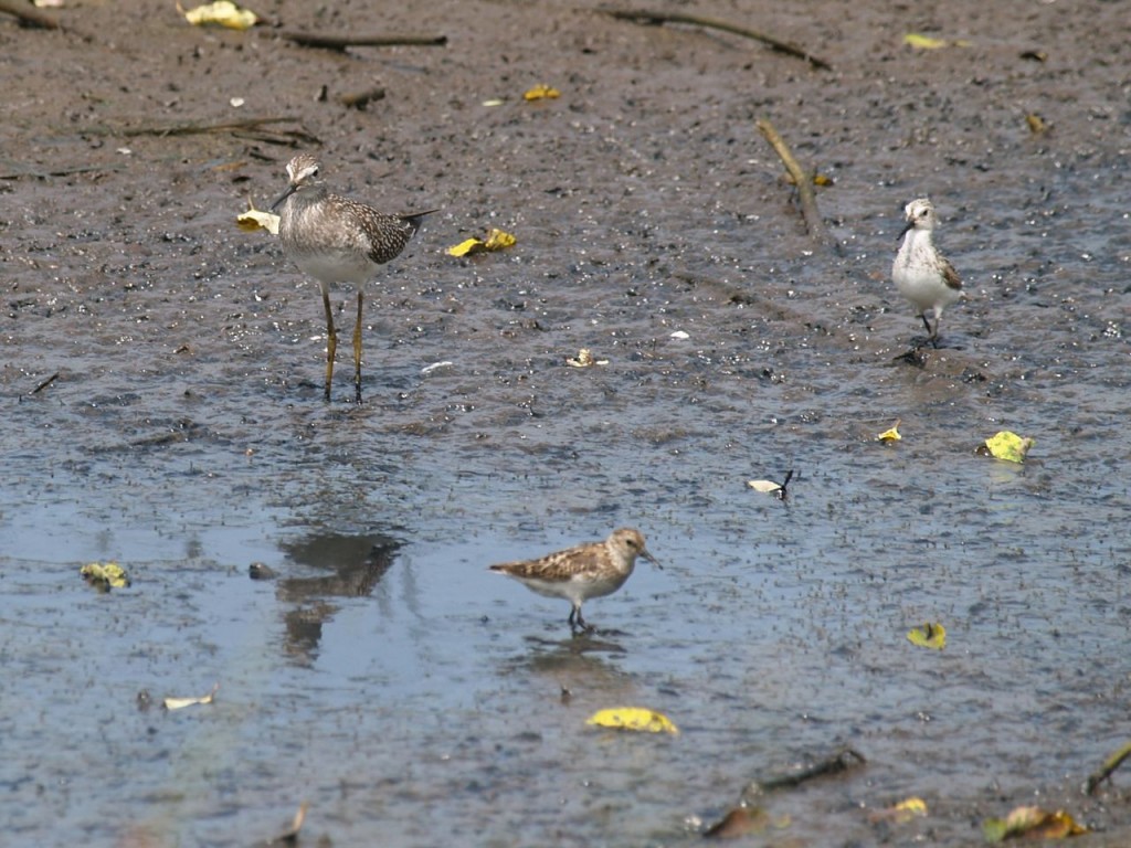 Greater Yellowlegs, Semipalmated Sandpiper, and another shorebird