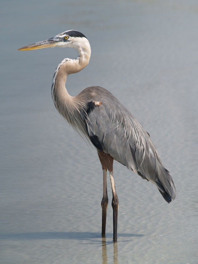 Great Blue Heron, St. Petersburg, Florida, USA, June 29, 2012