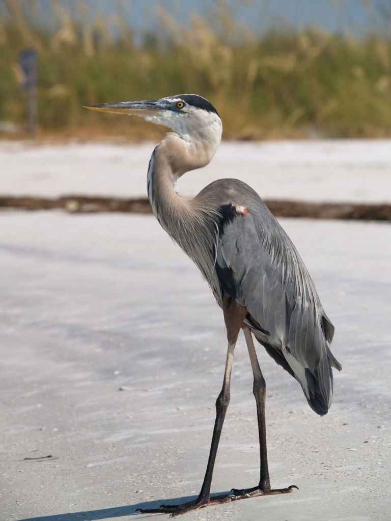 Great Blue Heron, St. Petersburg, Florida, USA, June 29, 2012