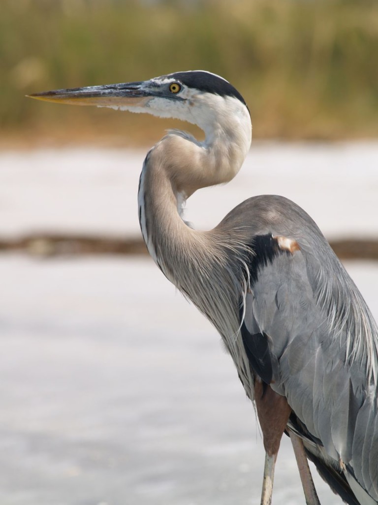 Great Blue Heron, St. Petersburg, Florida, USA, June 29, 2012