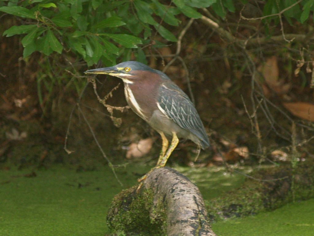 Green Heron, Magnolia Plantation and Gardens, Charleston, South Carolina, USA, July 30, 2008