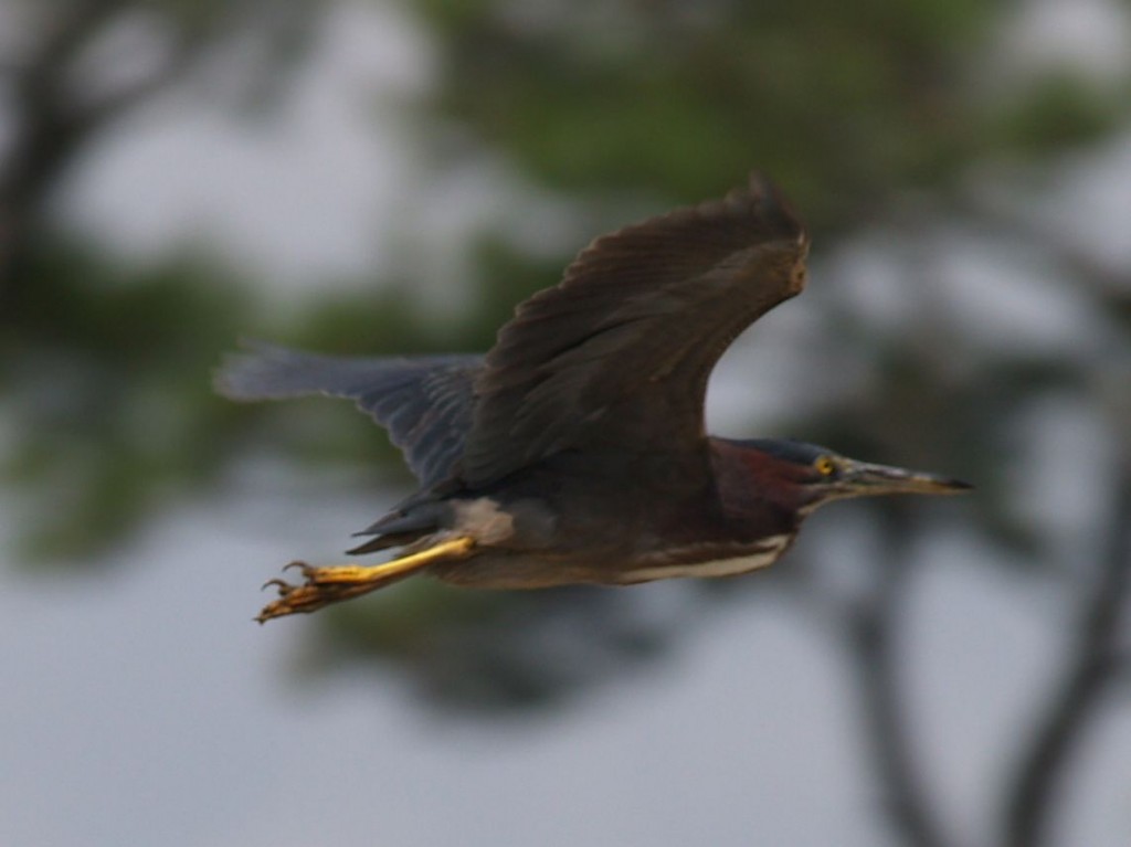 Green Heron, Sunset Beach, North Carolina, USA, July 18, 2009