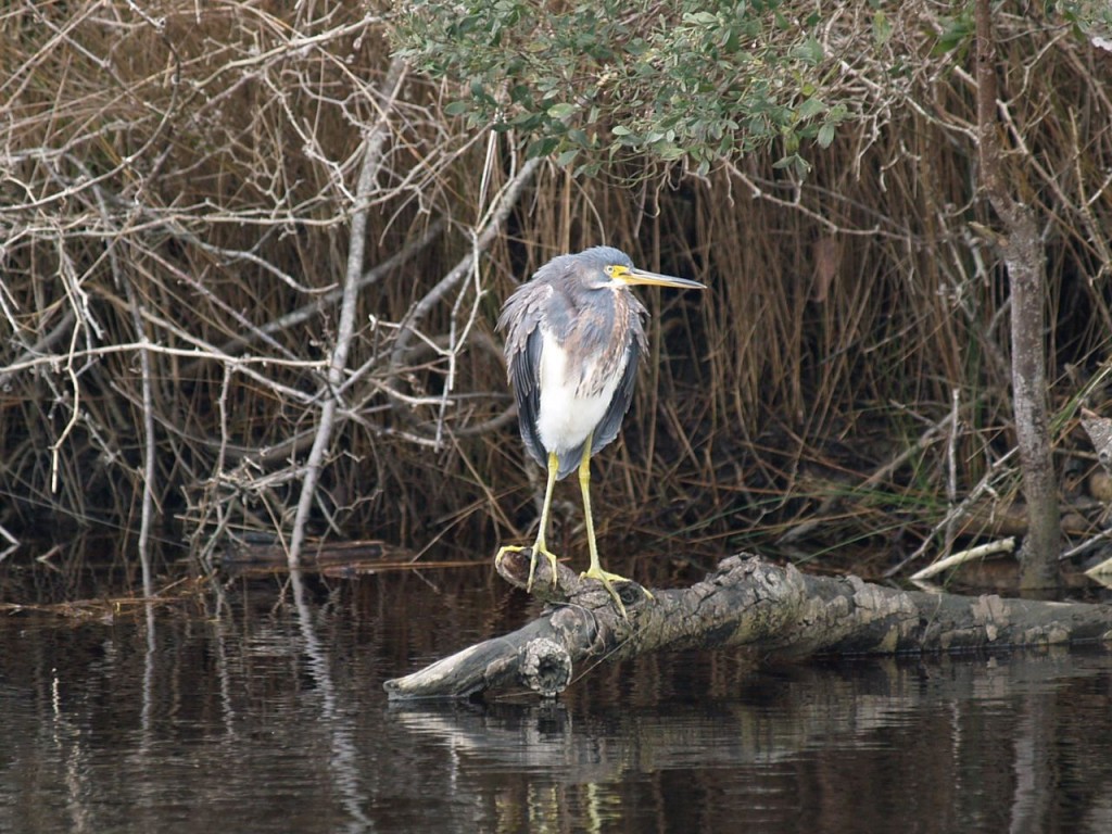 Tricolored Heron, Bodie Island, Nags Head, North Carolina, USA, November 26, 2009