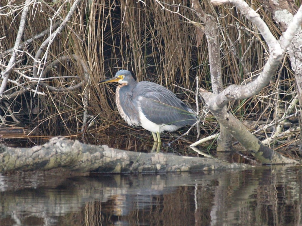 Tricolored Heron, Bodie Island, Nags Head, North Carolina, USA, November 26, 2009