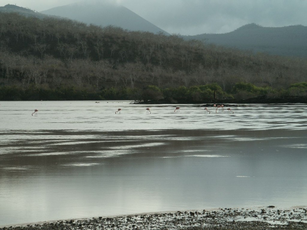 American Flamingos, Floreana Island, Galapagos, Ecuador, January 7, 2005