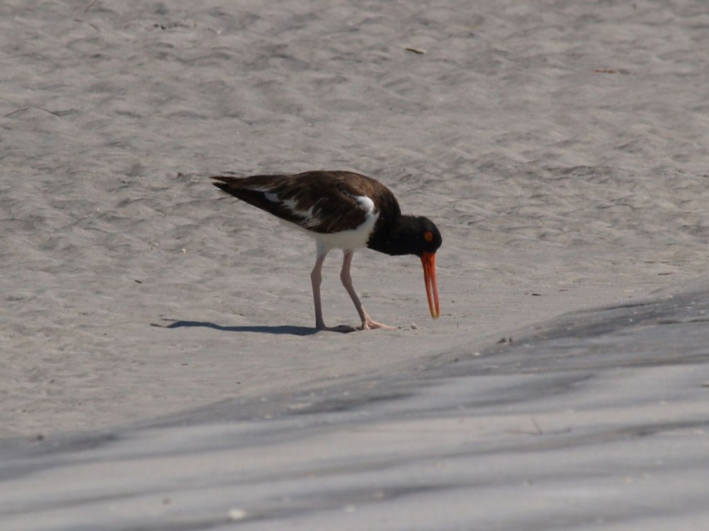 American Oystercatcher, Caladesi Island State Park, Dunedin, Florida, USA, June 30, 2012