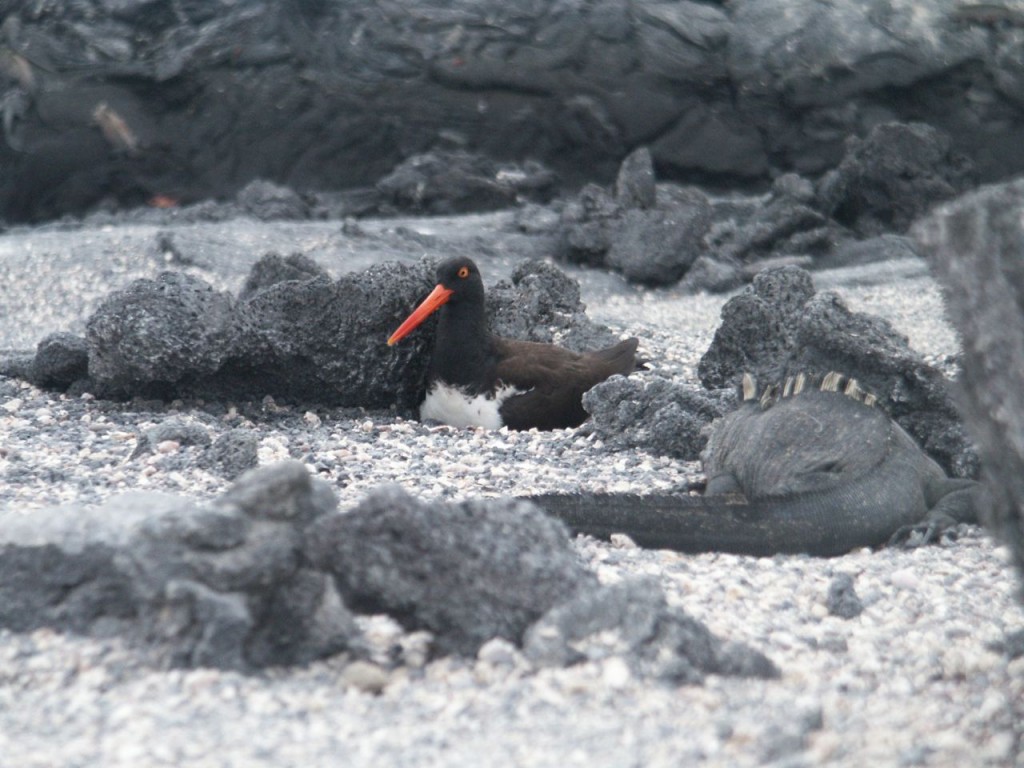 American Oystercatcher, Fernandina Island, Galapagos, Ecuador, January 5, 2005