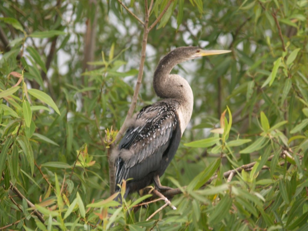 Anhinga (female), Magnolia Plantation and Gardens, Charleston, South Carolina, USA, July 30, 2008