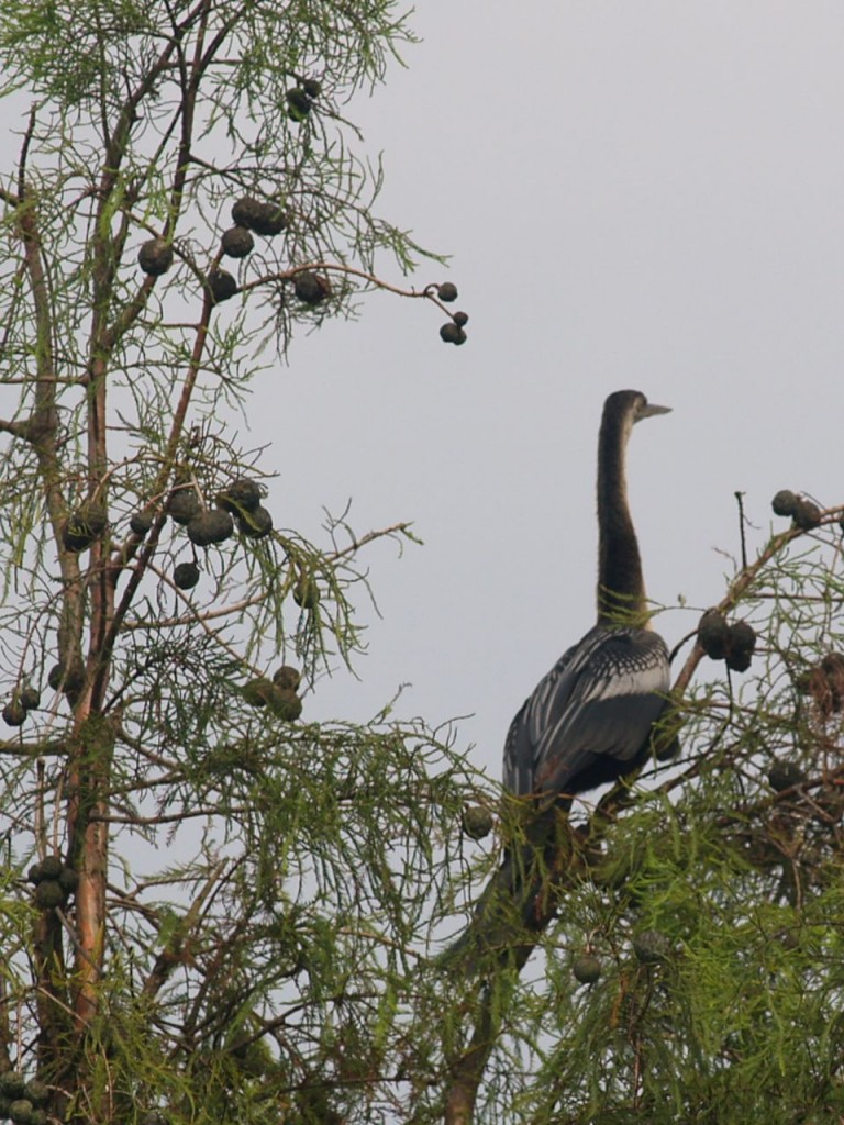 Anhinga (female), Magnolia Plantation and Gardens, Charleston, South Carolina, USA, July 30, 2008