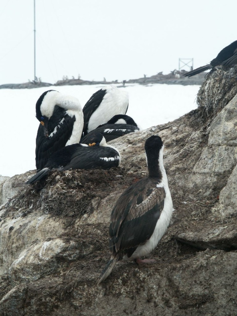 Antarctic Shag (juvenile), Weinke Island, Antarctica, January 5, 2002