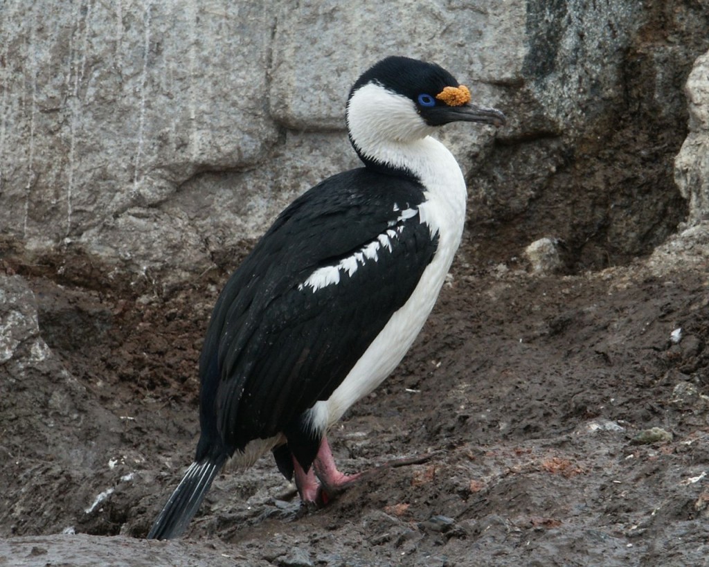 Antarctic Shag, Weinke Island, Antarctica, January 5, 2002