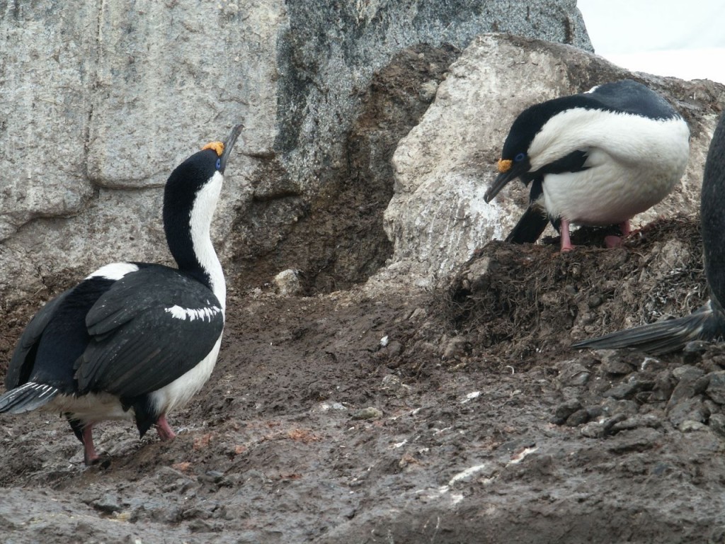 Antarctic Shag, Weinke Island, Antarctica, January 5, 2002