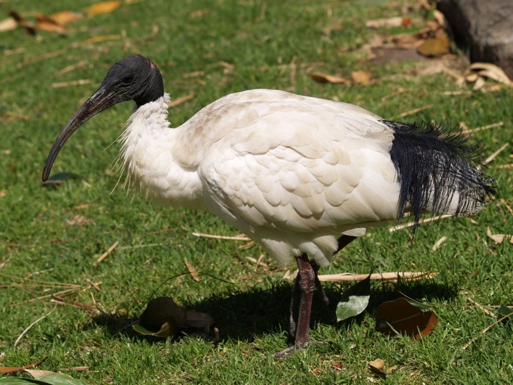 Australian Ibis, Royal Botanic Gardens, Sydney, New South Wales, Australia,  October 16, 2010