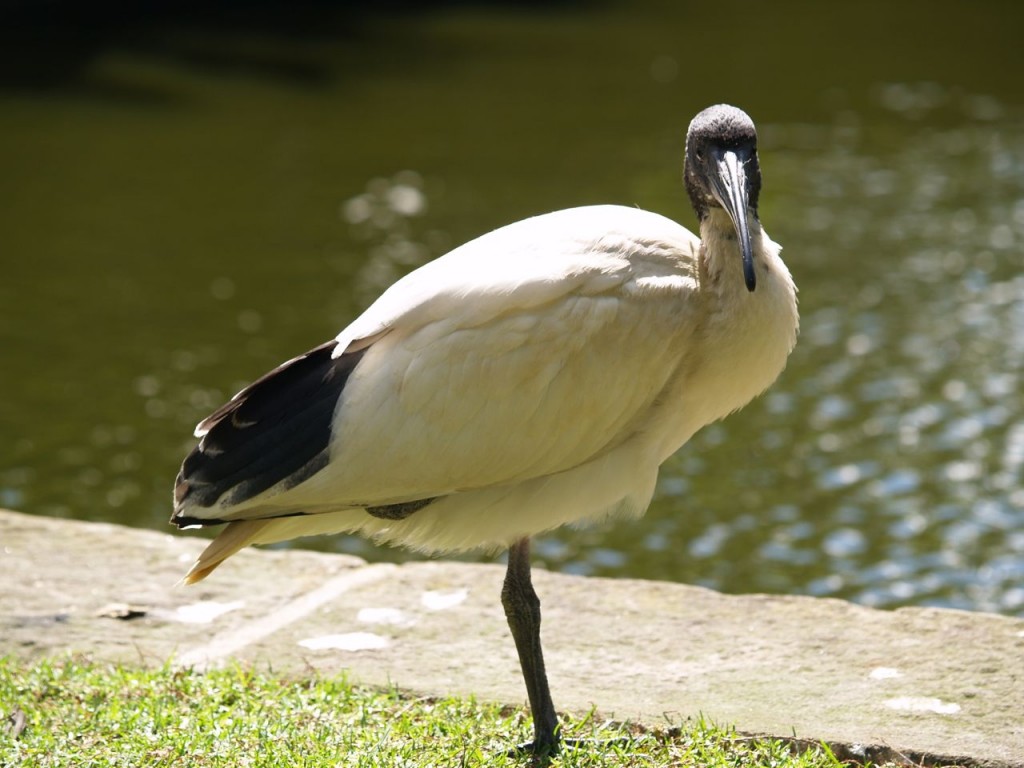 Australian Ibis (juvenile), Royal Botanic Gardens, Sydney, New South Wales, Australia,  October 16, 2010