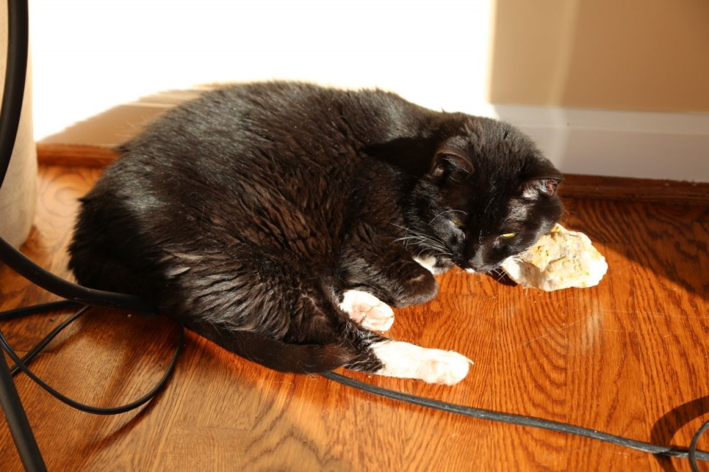 Beatrice with a rock pillow. The rock is a hunk of quartz with mica if you want details.