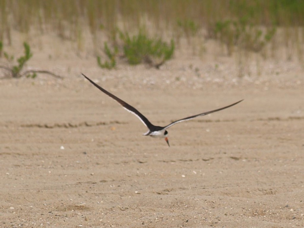 Black Skimmer, Ft. Fisher State Recreation Area, Kure Beach, North Carolina, USA, July 8, 2009