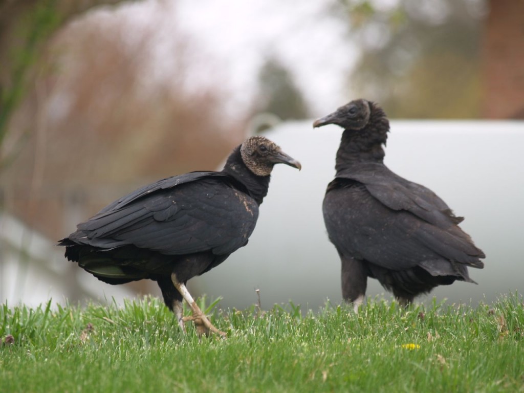 Black Vulture, Pittsboro, North Carolina, USA, March 28, 2010