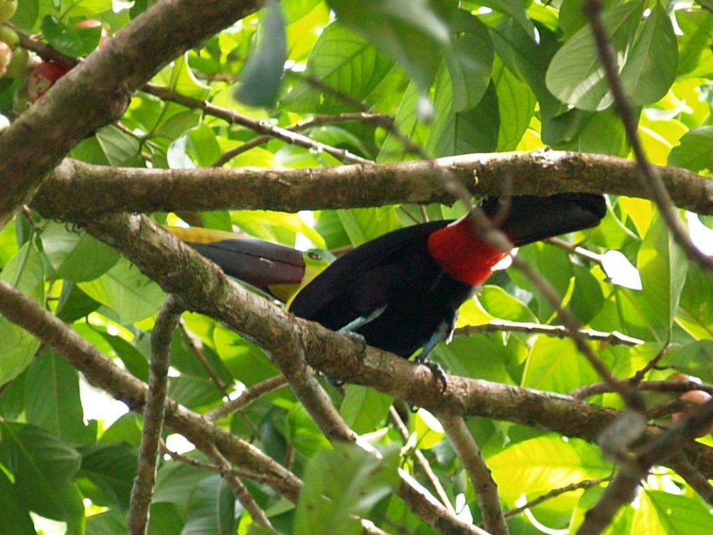 Black-mandibled Toucan, Playa Caletas, Guanacaste, Costa Rica, January 12, 2009