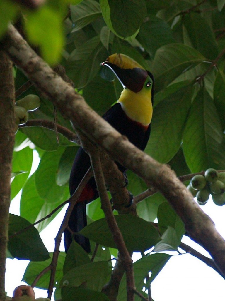 Black-mandibled Toucan, Playa Caletas, Guanacaste, Costa Rica, January 12, 2009