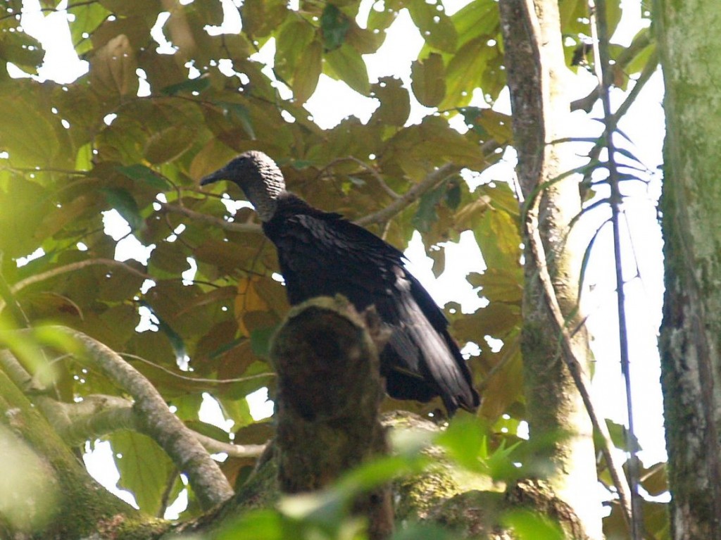 Black Vulture, Playa Caletas, Guanacaste, Costa Rica, January 12, 2009