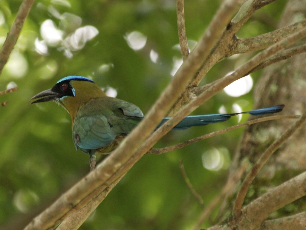 Blue-Crowned Motmot, Copán Ruinas, Copán Department of western Honduras, Honduras, May 26, 2008