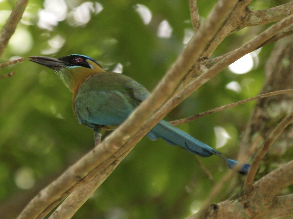 Blue-Crowned Motmot, Copán Ruinas, Copán Department of western Honduras, Honduras, May 26, 2008