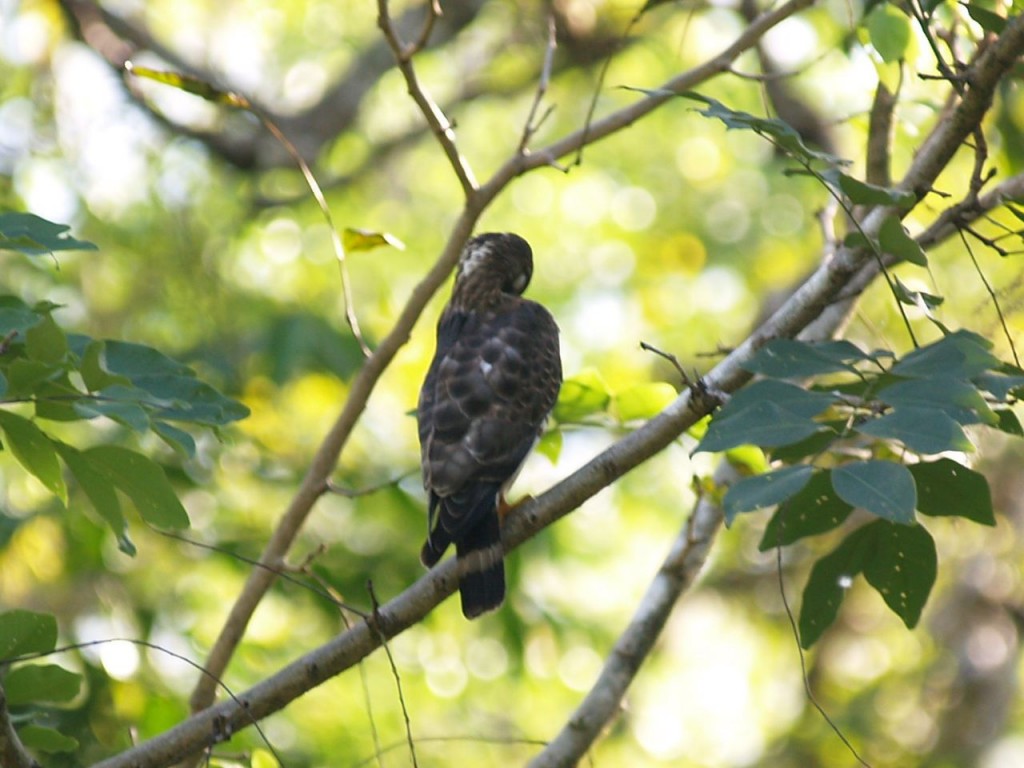 Broad-winged Hawk, Refugio Nacional Golfito, Golfito, Puntarenas, Costa Rica, January 13, 2009