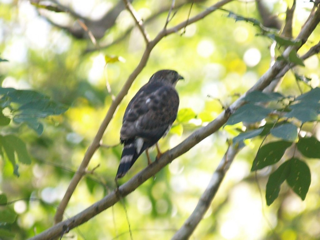 Broad-winged Hawk, Refugio Nacional Golfito, Golfito, Puntarenas, Costa Rica, January 13, 2009