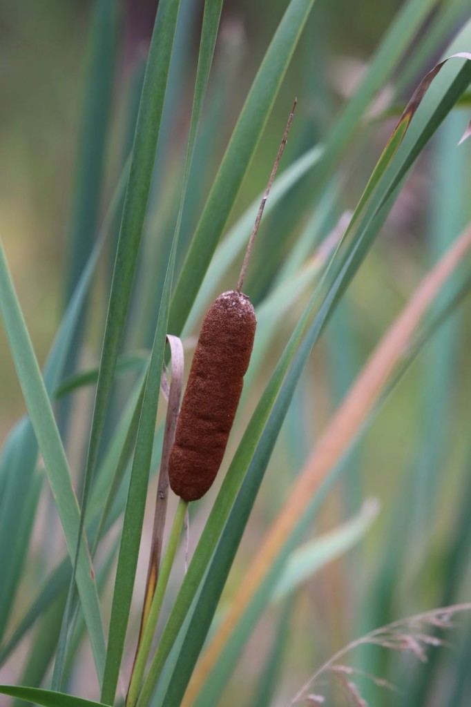 Cattails