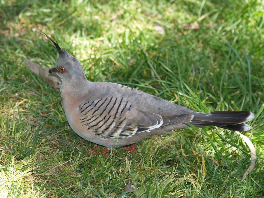 Crested Pigeon, Torrens River Park, Adelaide, South Australia, Australia, October 4, 2010