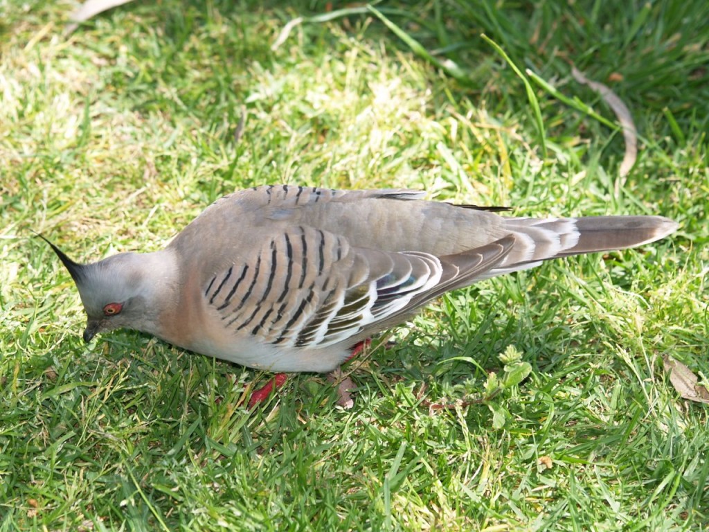 Crested Pigeon, Torrens River Park, Adelaide, South Australia, Australia, October 4, 2010