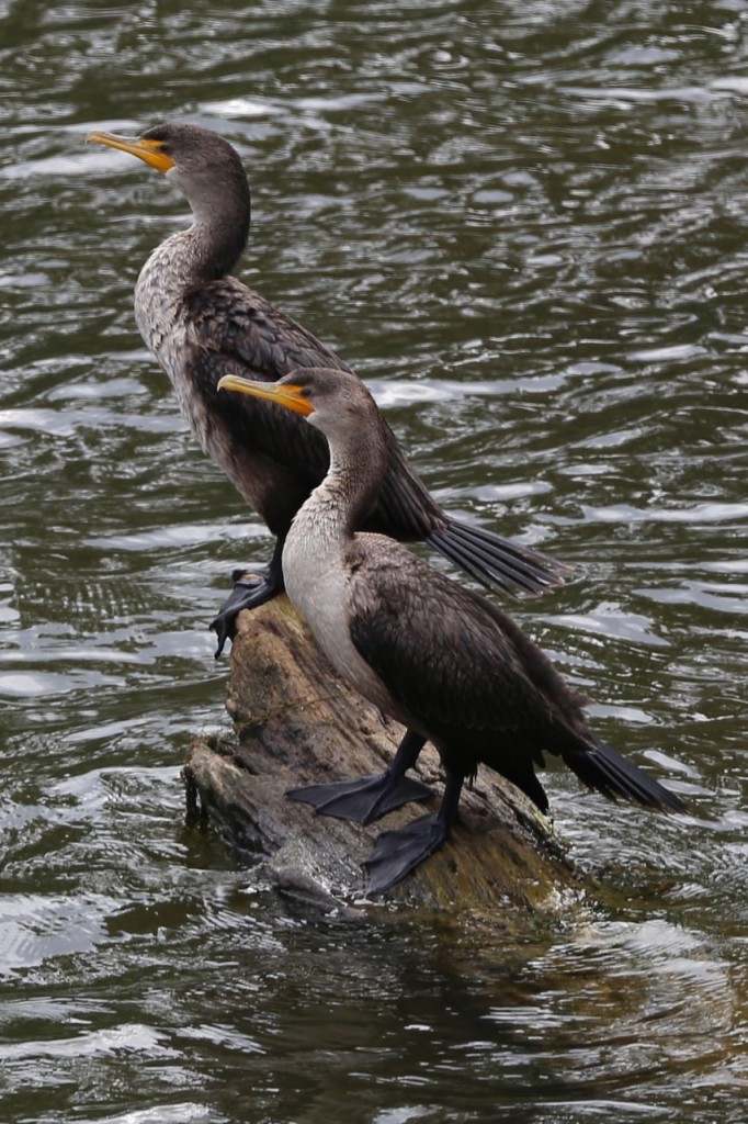 Double-crested Cormorant, Theodore Roosevelt Island National Park, Arlington, Virginia, USA, October 19, 2013