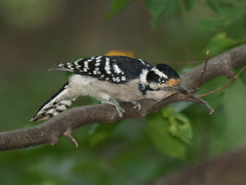 Downy Woodpecker (female), Chapel Hill, North Carolina, USA, September 6, 2009
