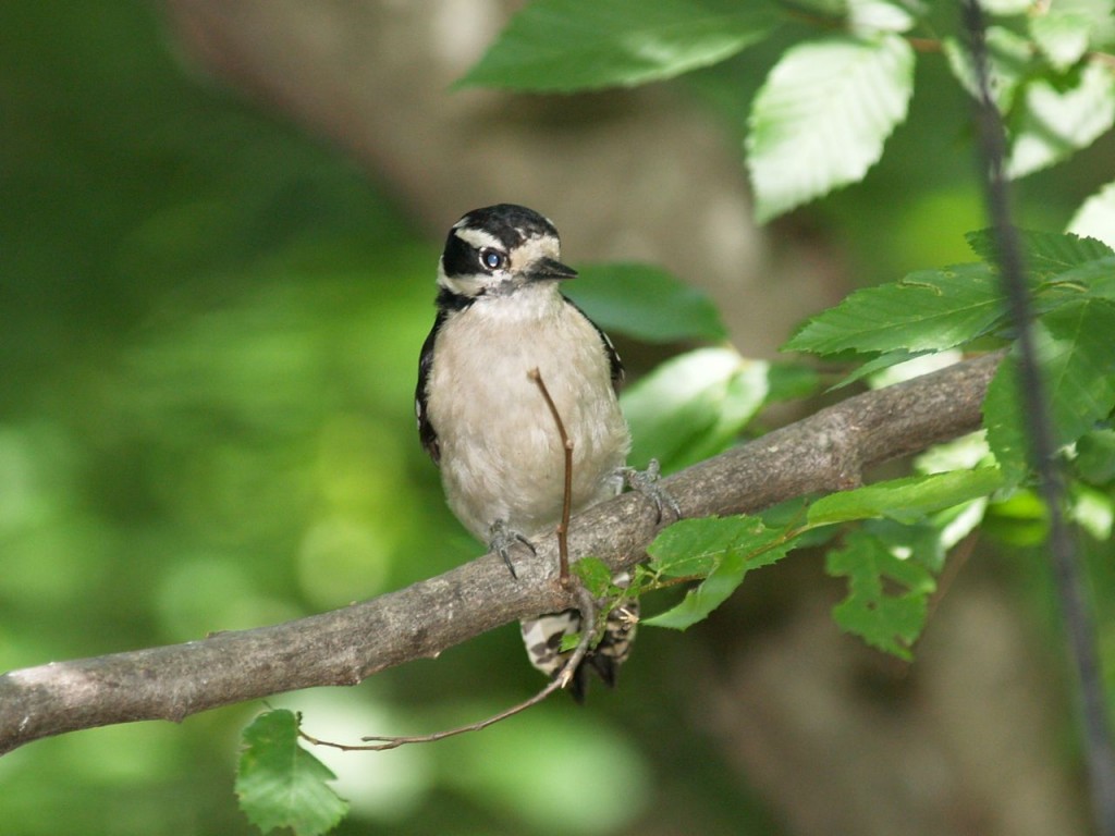Downy Woodpecker (female), Chapel Hill, North Carolina, USA, May 18, 2009