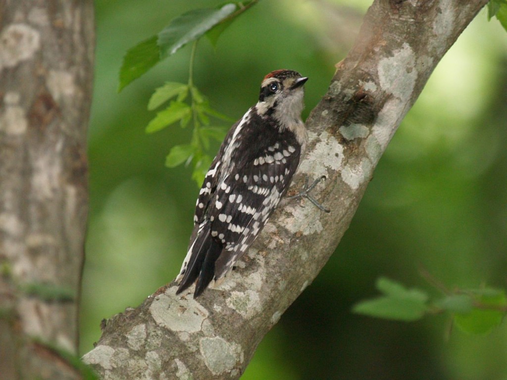 Downy Woodpecker (juvenile), Chapel Hill, North Carolina, USA, May 23, 2009