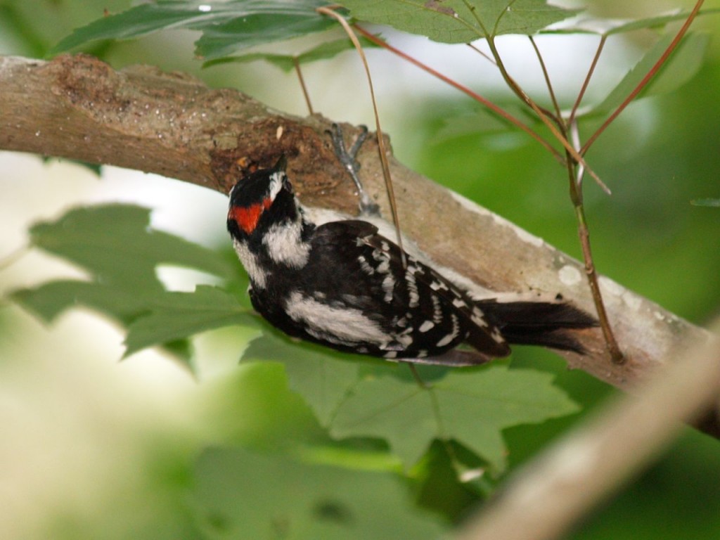 Downy Woodpecker (male), Carolina Beach State Park, Carolina Beach, North Carolina, USA, July 7, 2009