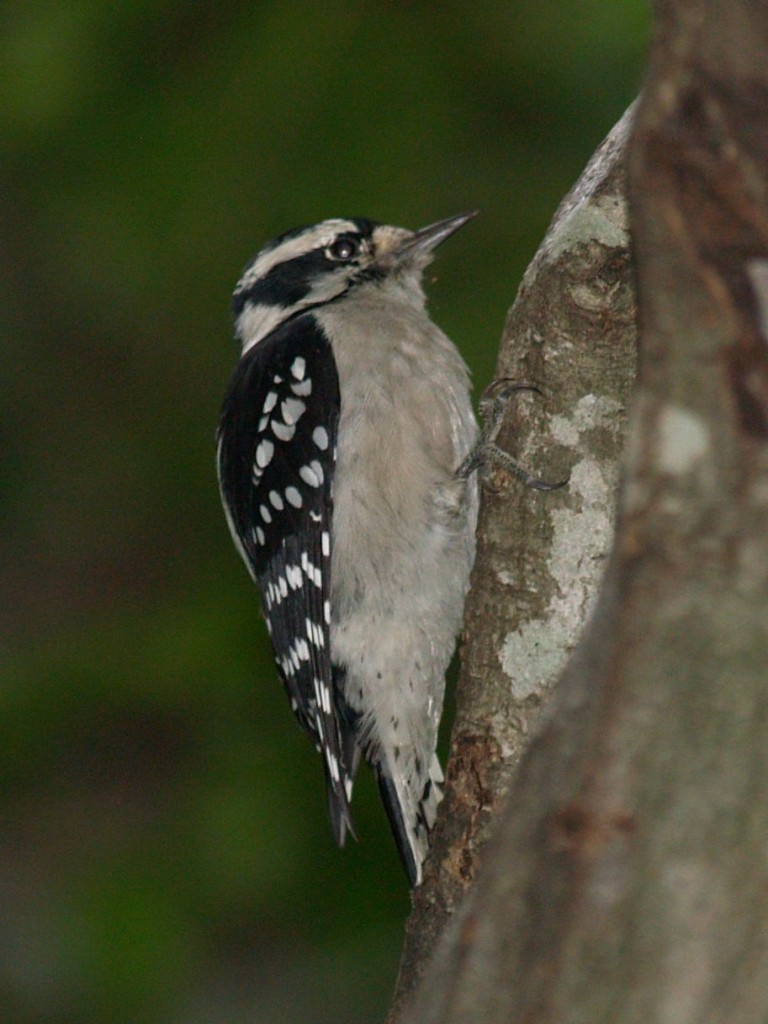 Downy Woodpecker (female), Chapel Hill, North Carolina, USA, September 7, 2009