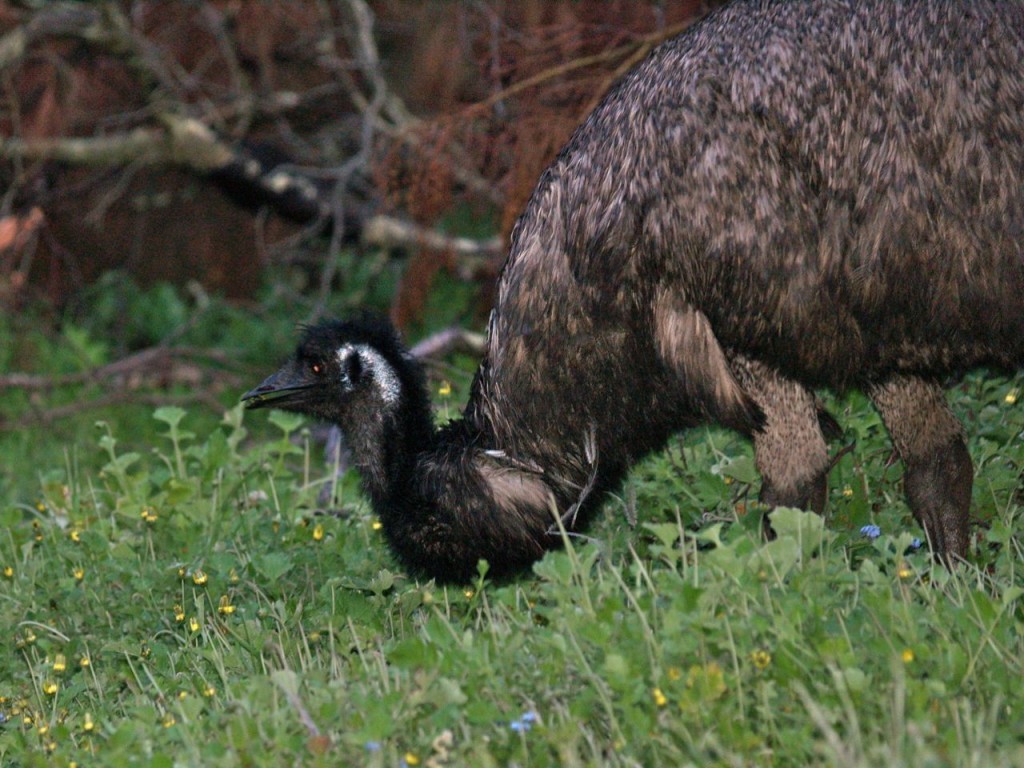 Emu (female), Tower Hill Wildlife Reserve, Victoria, Australia, October 9, 2010