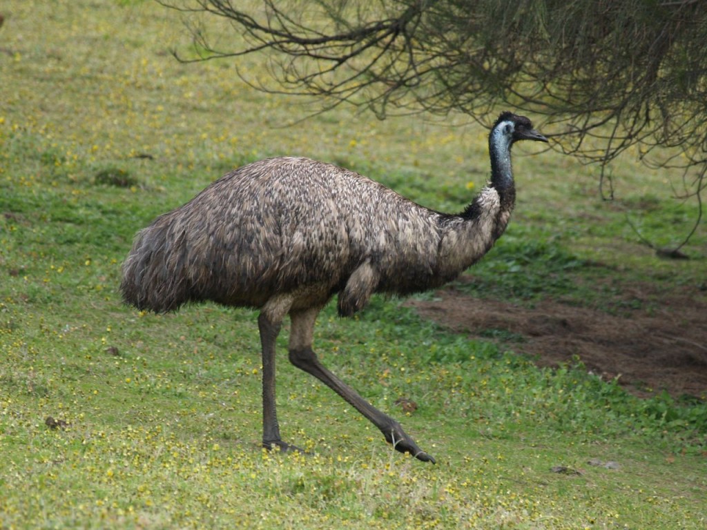 Emu (male), Tower Hill Wildlife Reserve, Victoria, Australia, October 9, 2010