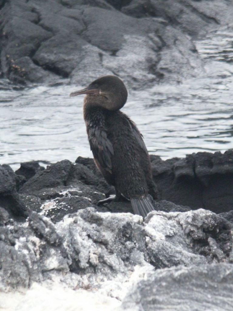 Flightless Cormorant, Fernandina Island, Galapagos, Ecuador, January 5, 2005