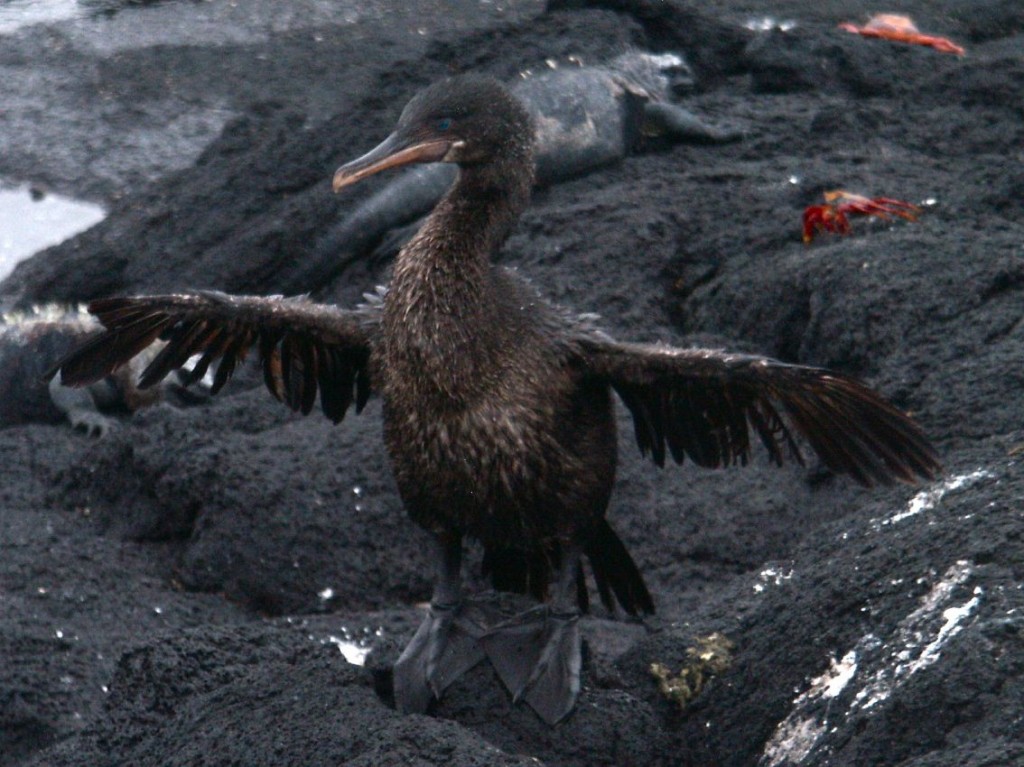 Flightless Cormorant, Fernandina Island, Galapagos, Ecuador, January 5, 2005