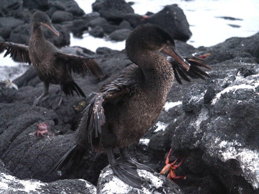 Flightless Cormorant, Fernandina Island, Galapagos, Ecuador, January 5, 2005