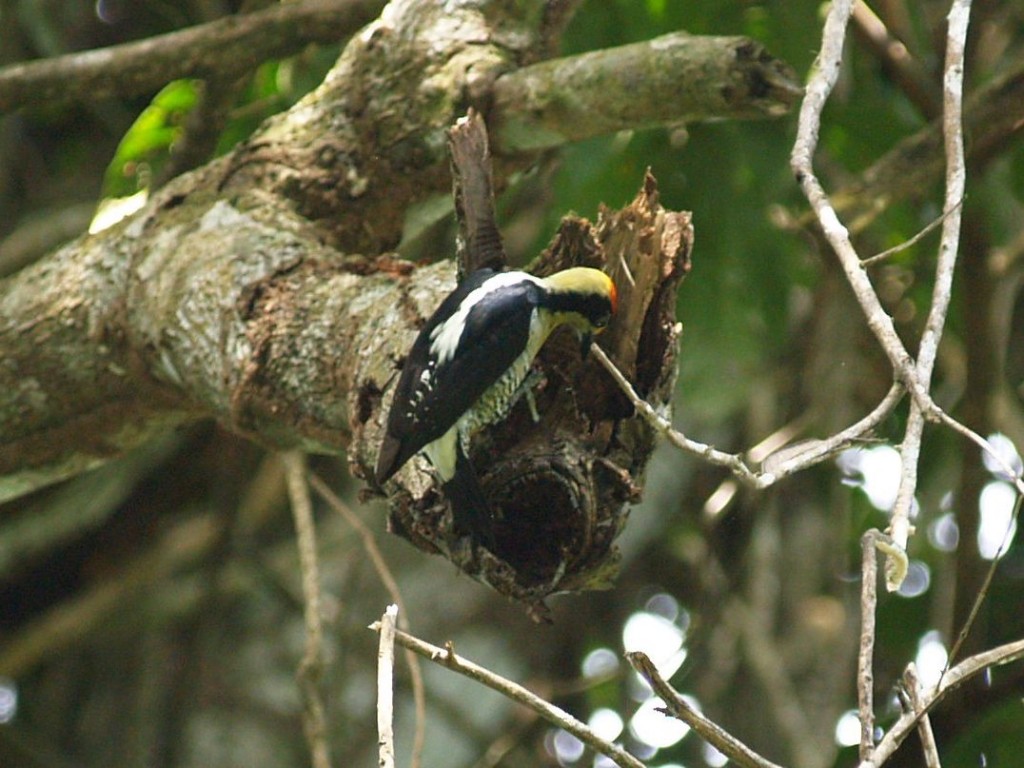 Golden-naped woodpecker, Manuel Antonio National Park, Quepos, Puntarenas, Costa Rica, January 11, 2009