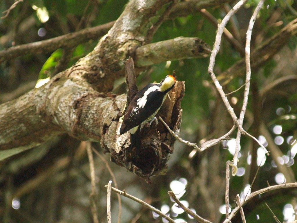 Golden-naped woodpecker, Manuel Antonio National Park, Quepos, Puntarenas, Costa Rica, January 11, 2009