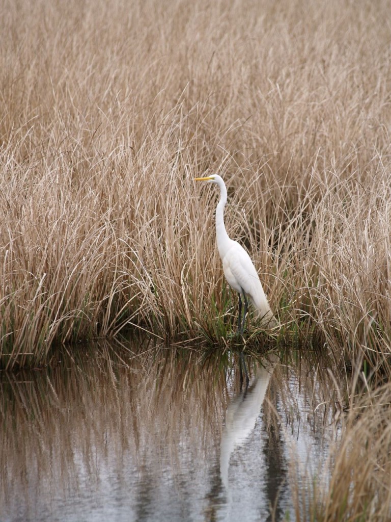 Great Egret, Mattamuskeet National Wildlife Refuge, Swan Quarter, North Carolina, USA, March 17, 2007